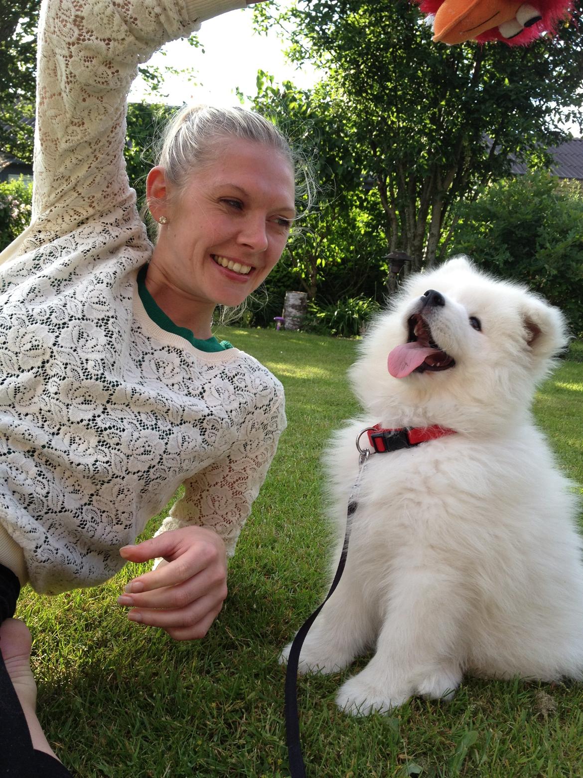 Samojedhund Cabaka's Wake Me Up - NOA billede 8