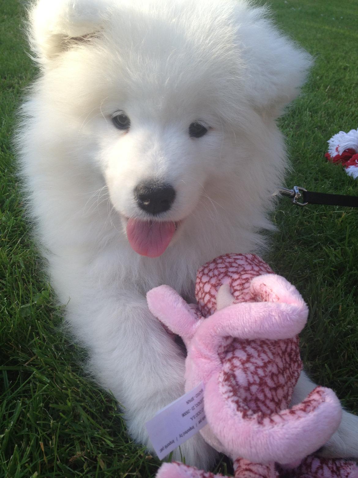 Samojedhund Cabaka's Wake Me Up - NOA billede 9