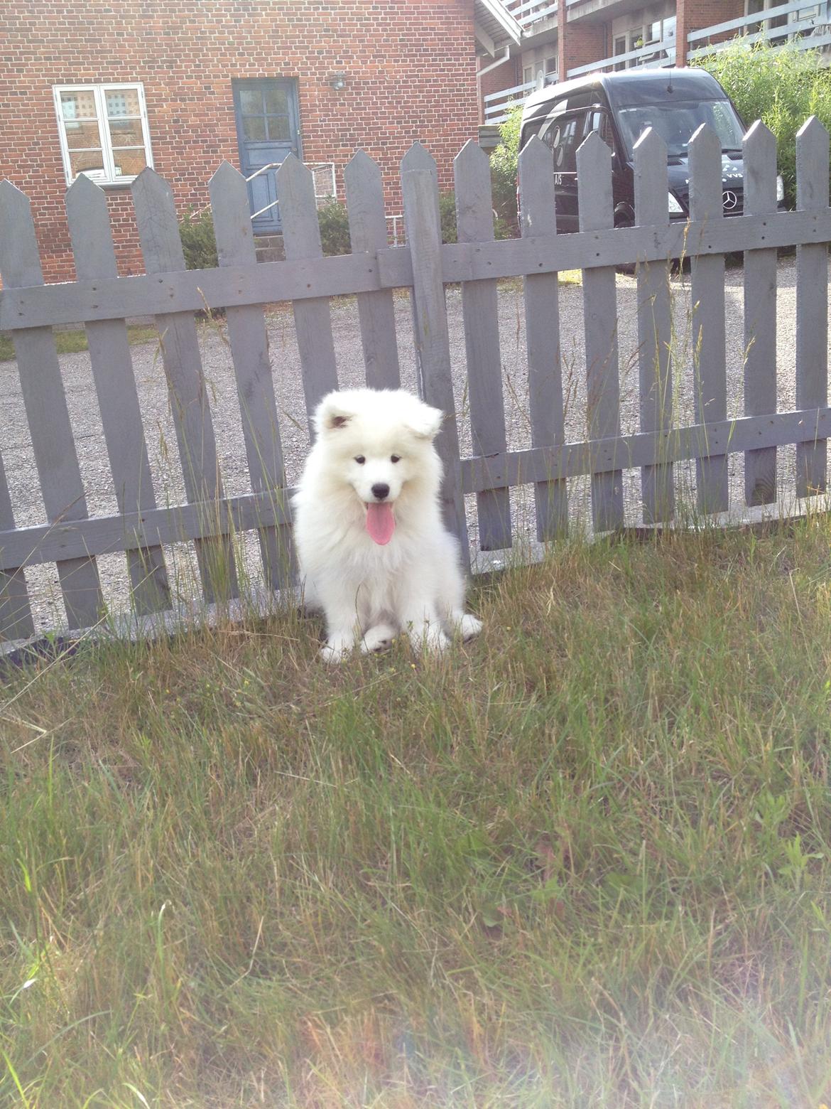 Samojedhund Cabaka's Wake Me Up - NOA billede 10