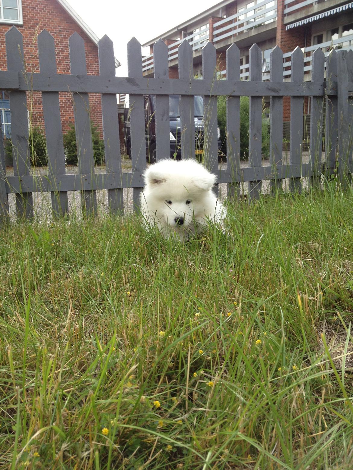 Samojedhund Cabaka's Wake Me Up - NOA billede 11