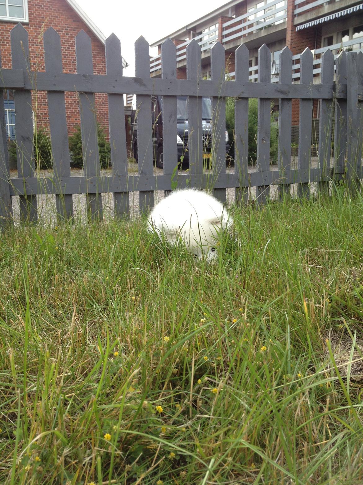 Samojedhund Cabaka's Wake Me Up - NOA billede 12