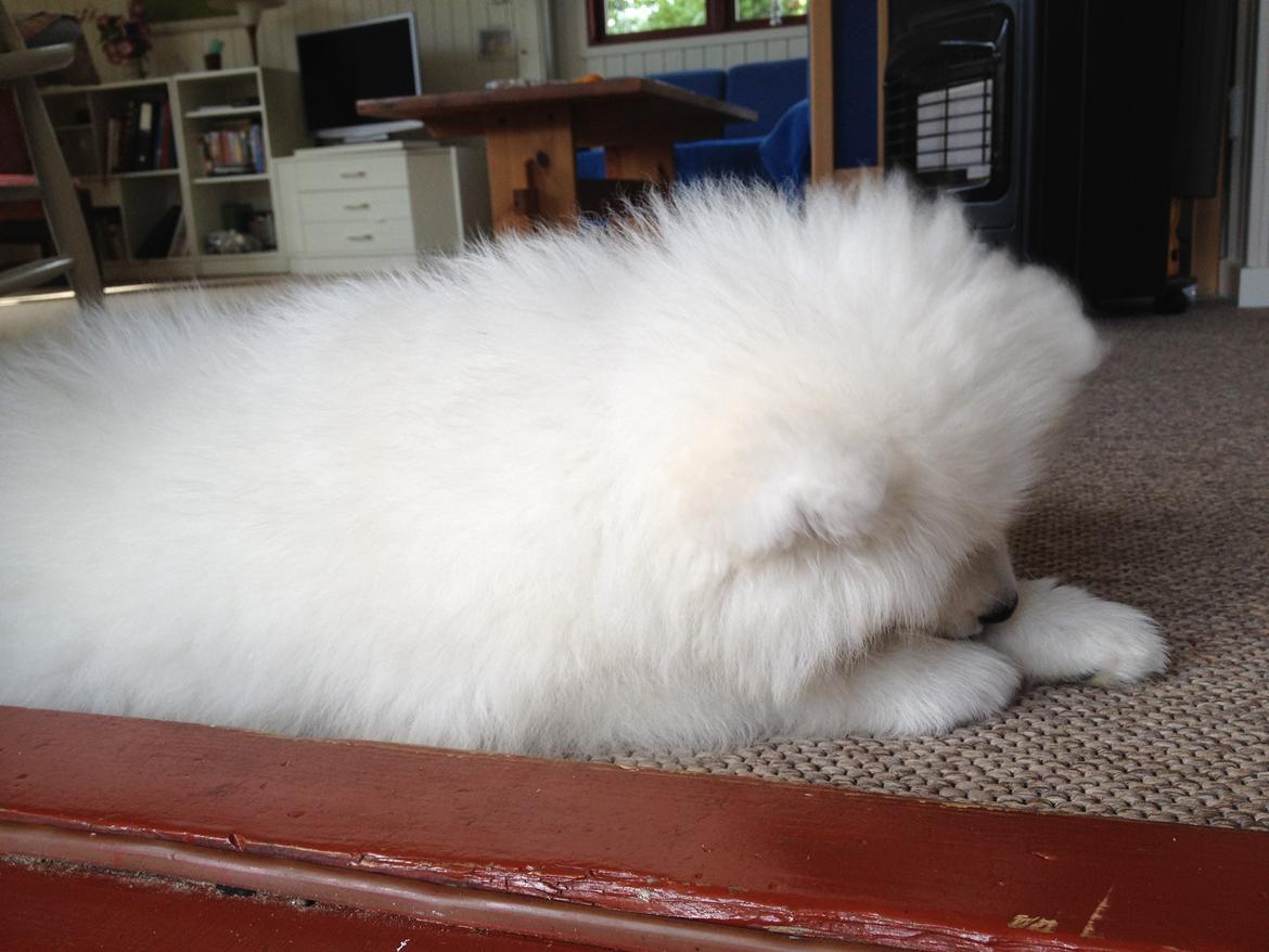 Samojedhund Cabaka's Wake Me Up - NOA billede 13