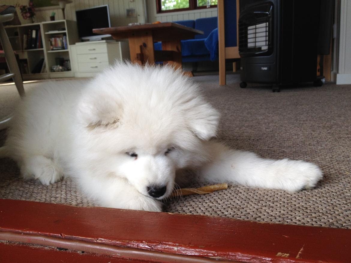 Samojedhund Cabaka's Wake Me Up - NOA billede 14