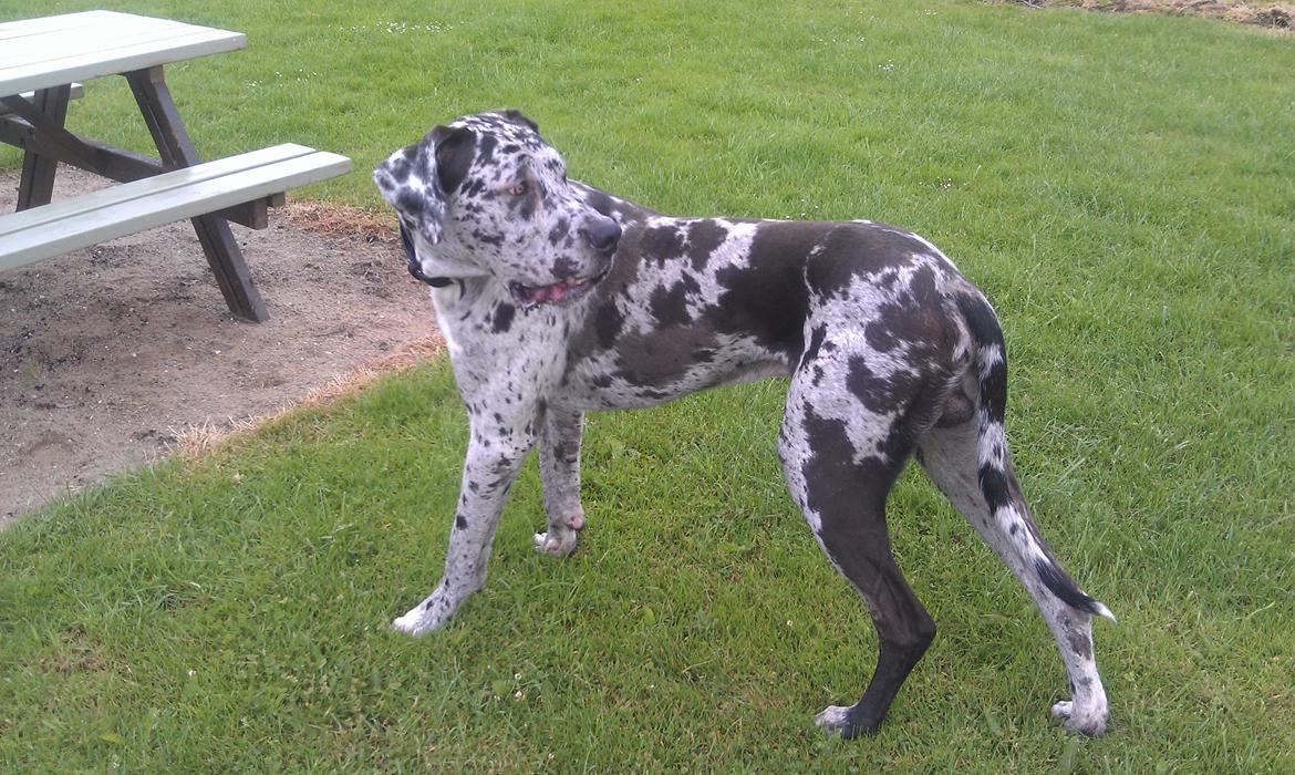 Grand danois Kawa - Kawa har set en hest og synes det rigtig træls han nu ikke er størst hehe  billede 14