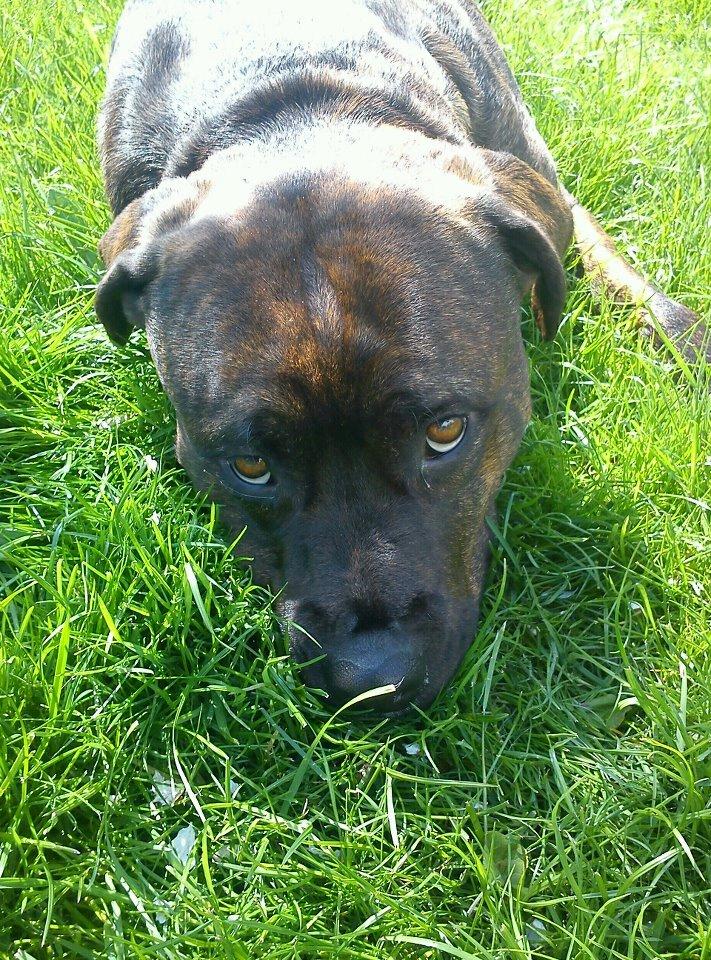 Blanding af racer Shila ( Himel hund )  billede 2