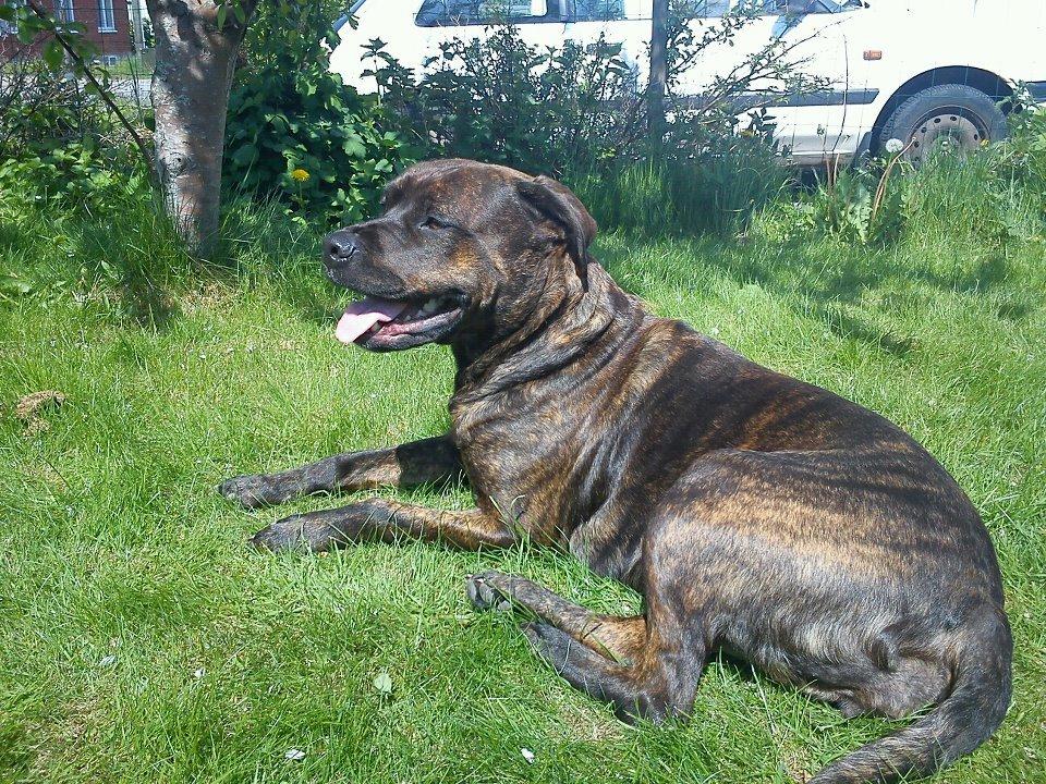 Blanding af racer Shila ( Himel hund )  billede 1