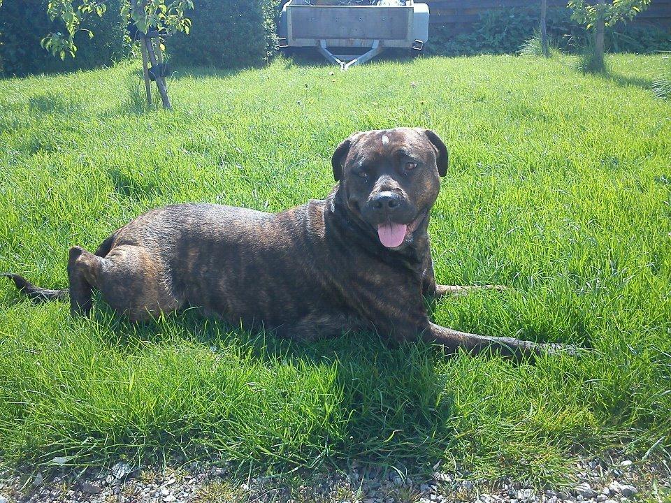 Blanding af racer Shila ( Himel hund )  billede 3