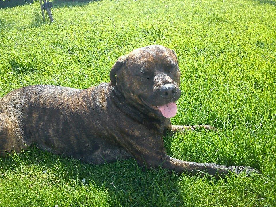 Blanding af racer Shila ( Himel hund )  billede 4