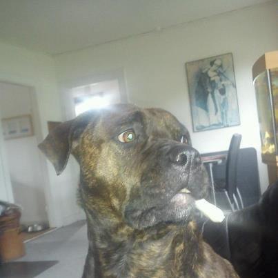 Blanding af racer Shila ( Himel hund )  billede 16