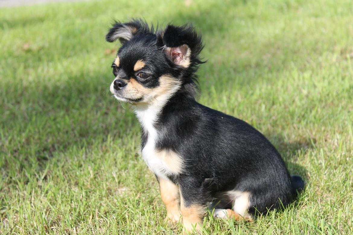 Chihuahua Oldes Bibble - kaldet Henry billede 1