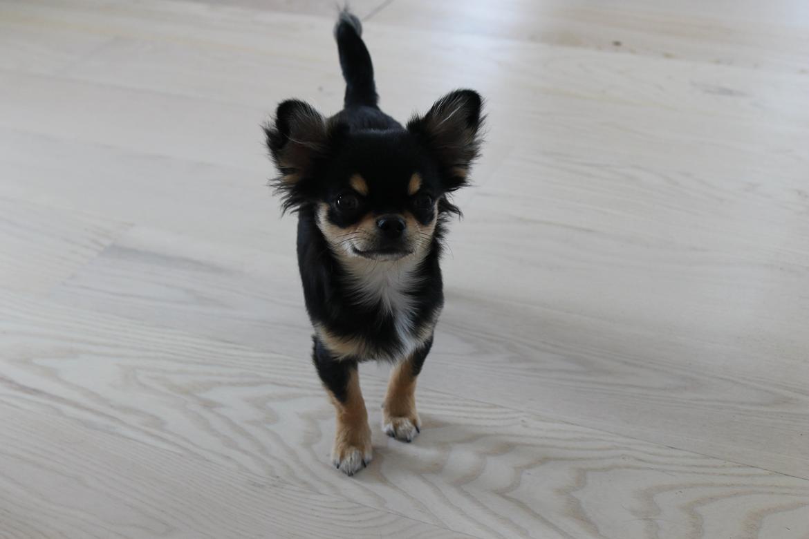 Chihuahua Oldes Bibble - kaldet Henry billede 2