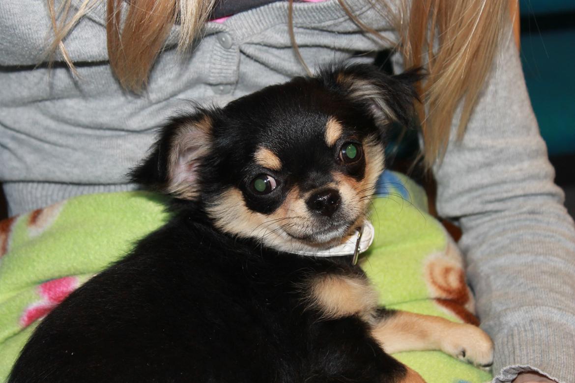 Chihuahua Oldes Bibble - kaldet Henry billede 3