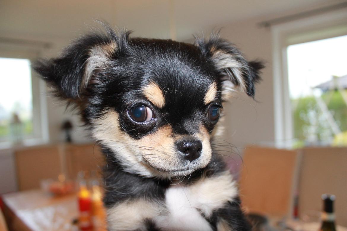 Chihuahua Oldes Bibble - kaldet Henry billede 4