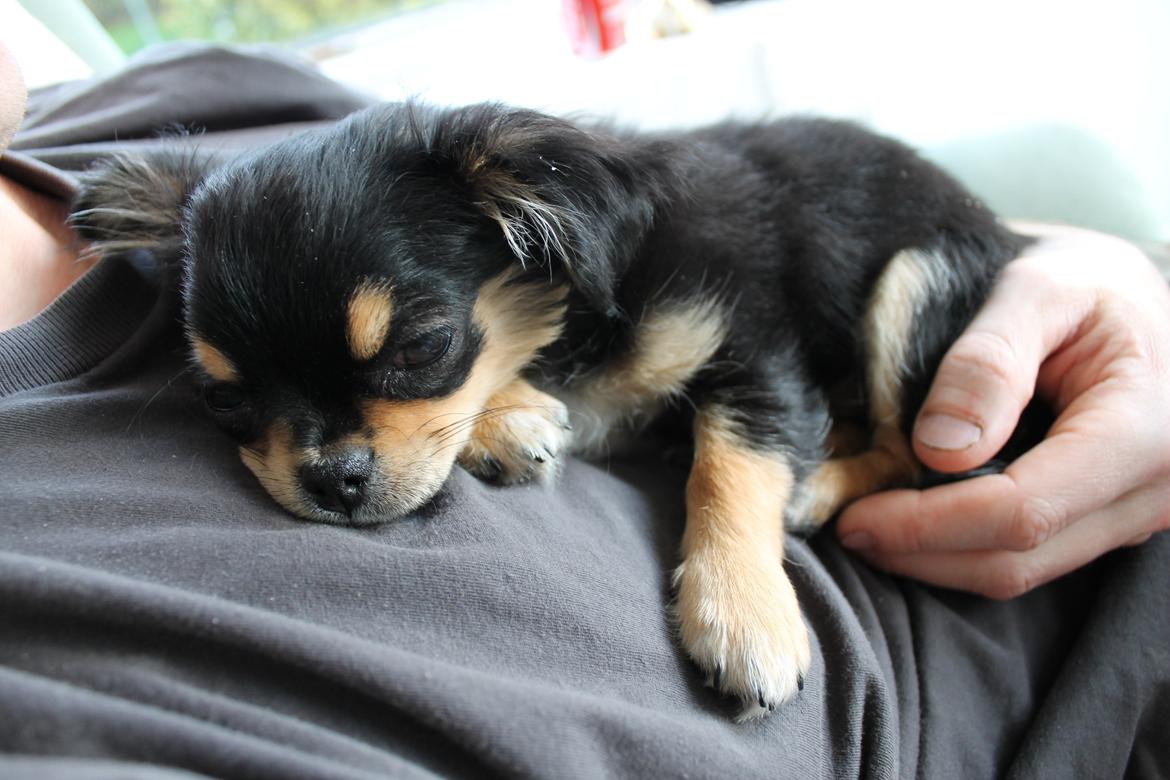 Chihuahua Oldes Bibble - kaldet Henry billede 5