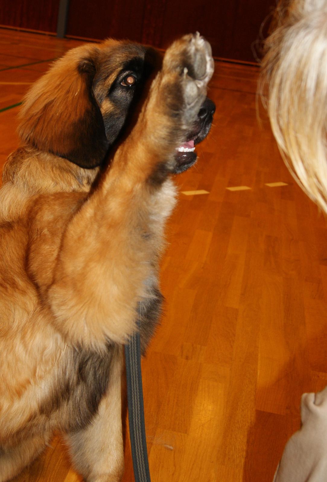 Leonberger Lions Of Dogs Nova Eazy Gro - Hi 5 med Farmor 5½ mdr gammel billede 10