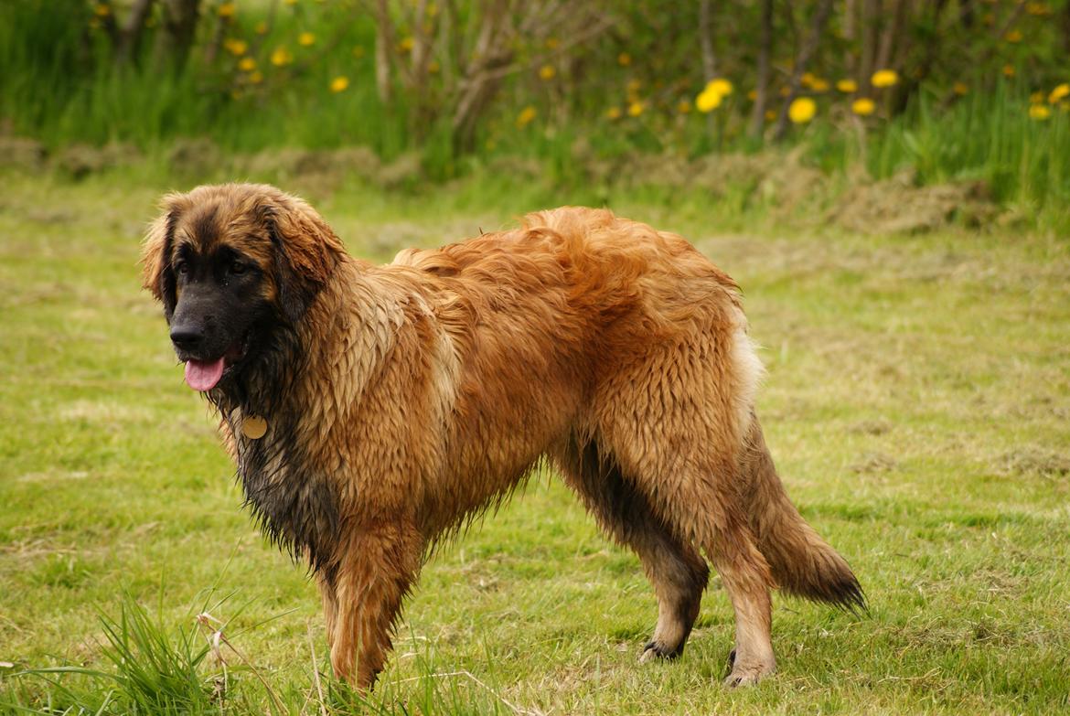Leonberger Lions Of Dogs Nova Eazy Gro - 7 mdr. billede 11