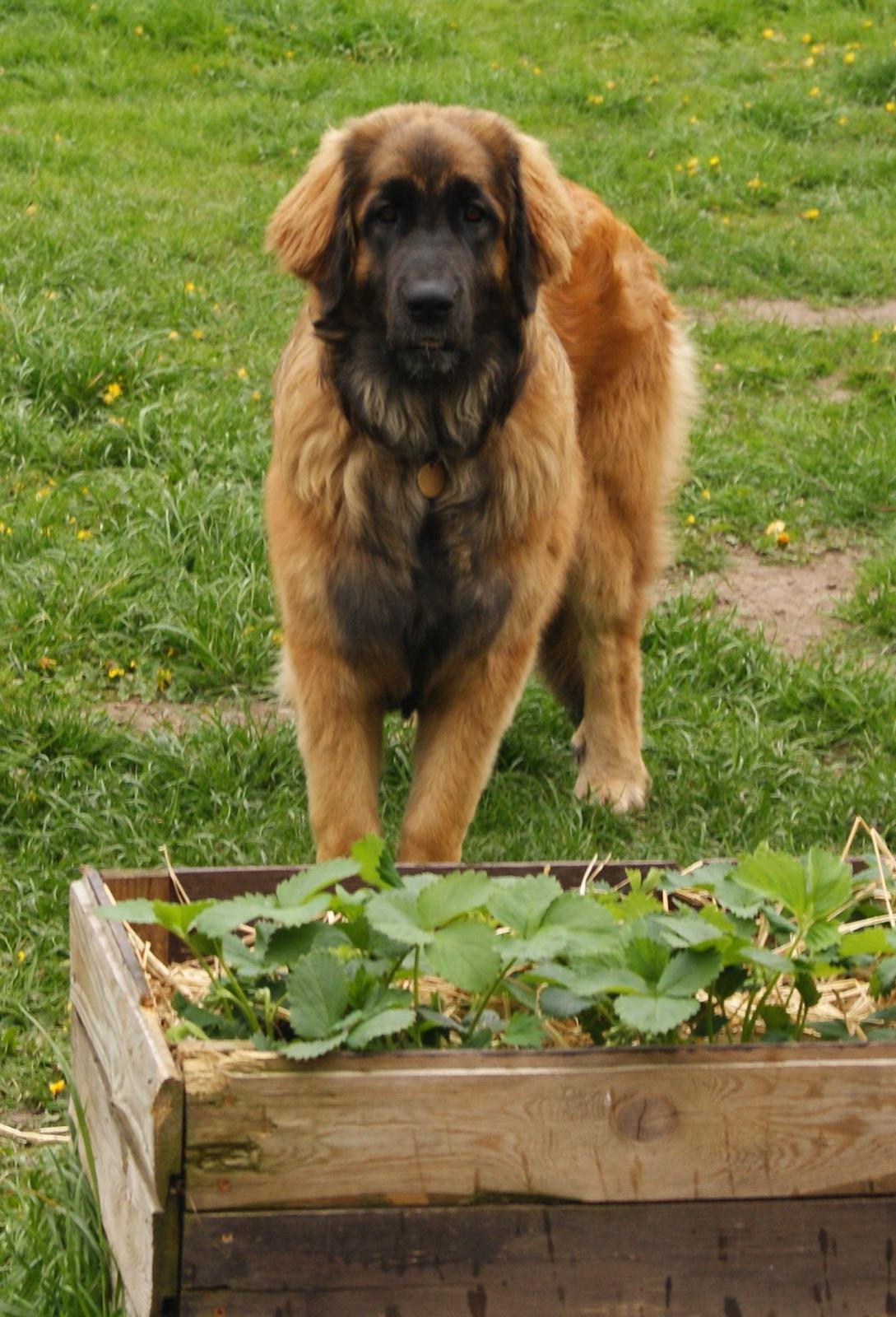 Leonberger Lions Of Dogs Nova Eazy Gro - bare lækker og fræk på sin 7 mdr. fødselsdag. billede 13