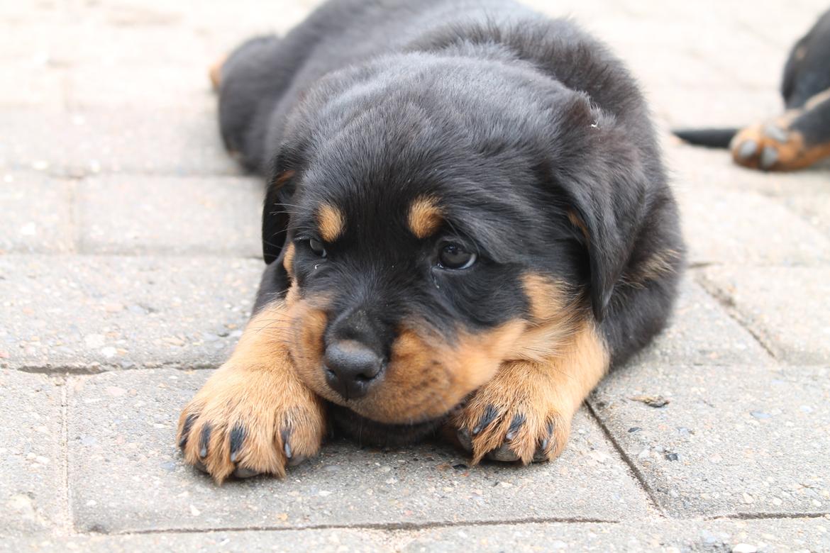 Rottweiler Saxo (Vom Hause Luna's Pyton) - Da vi besøgte ham d. 18/06 billede 3