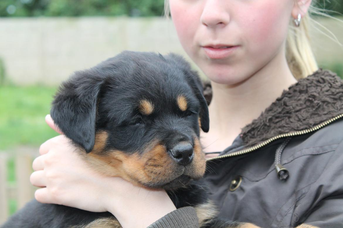 Rottweiler Saxo (Vom Hause Luna's Pyton) - Saxo og jeg d. 18/06  billede 2