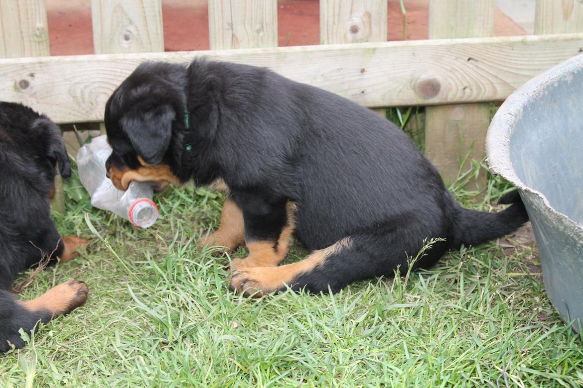 Rottweiler Saxo (Vom Hause Luna's Pyton) - Han fandt hurtigt ud af det er sjovt at bide i ting. Vi må vidst hellere holde godt øje med, hvad han får fat i. d. 18/06 2012 billede 4