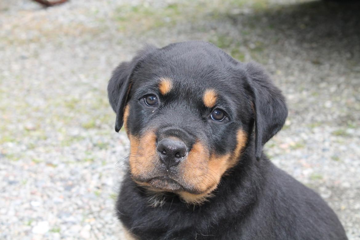 Rottweiler Saxo (Vom Hause Luna's Pyton) - Han er ikke ked af at blive fotograferet.

26/06 2012 billede 5