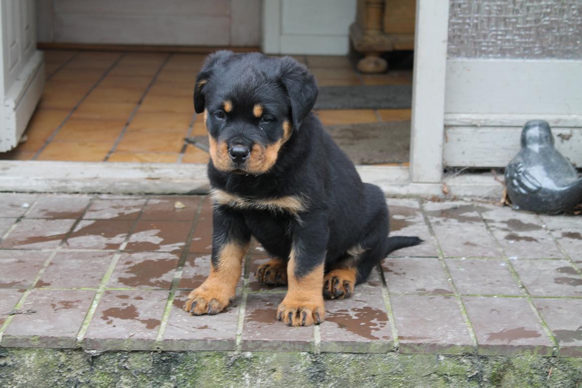 Rottweiler Saxo (Vom Hause Luna's Pyton) - Velkommen hjem.

d. 26/06 2012 billede 6