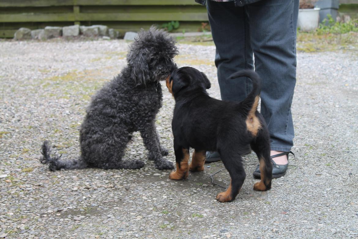 Rottweiler Saxo (Vom Hause Luna's Pyton) - Saxo møder for første gang sin "storebror" Uffe. De tog det begge rigtig fint :-)

d. 26/06 2012 billede 7