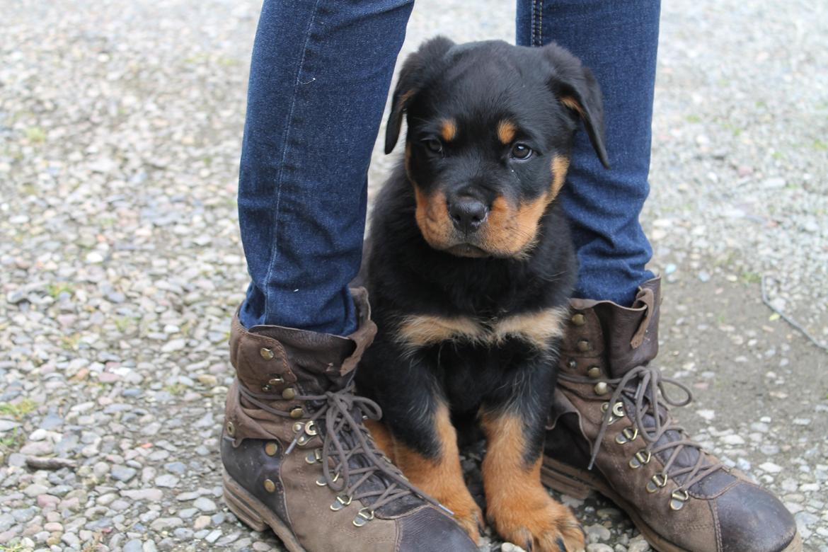 Rottweiler Saxo (Vom Hause Luna's Pyton) - Saxo har vidst fundet sig et trygt sted at sidde. 

d. 26/06 2012 billede 8
