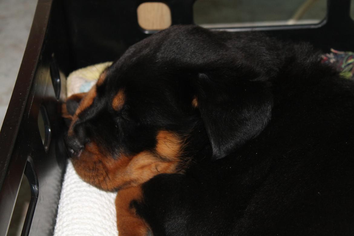 Rottweiler Saxo (Vom Hause Luna's Pyton) - Den første lur i det nye hjem :-) 

d. 26/06 2012 billede 10