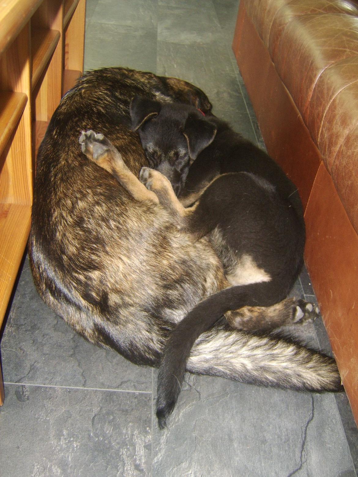 Blanding af racer Ronja billede 9