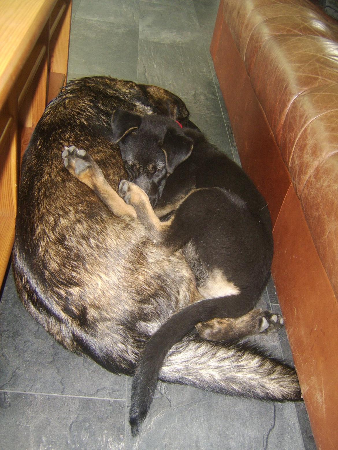 Blanding af racer Donna billede 20