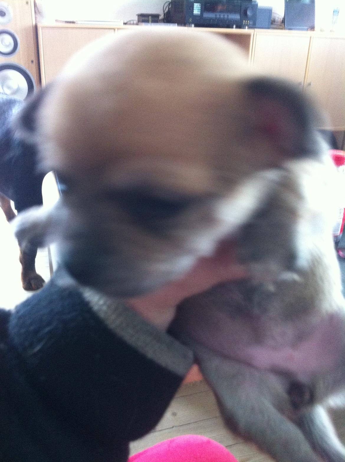 Chihuahua lulu billede 1