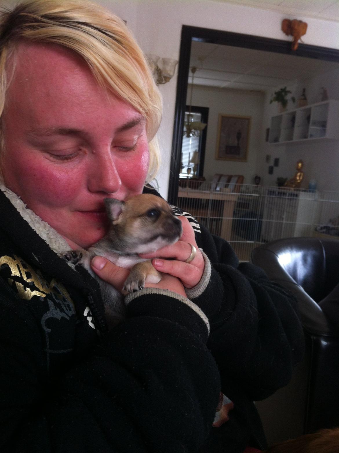 Chihuahua lulu billede 2