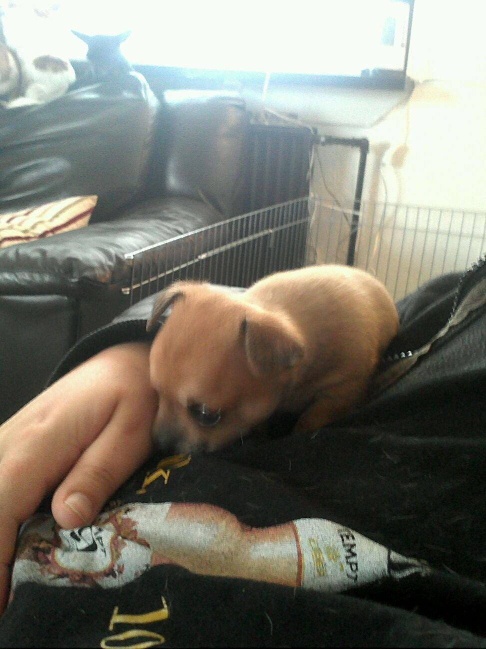 Chihuahua lulu billede 3