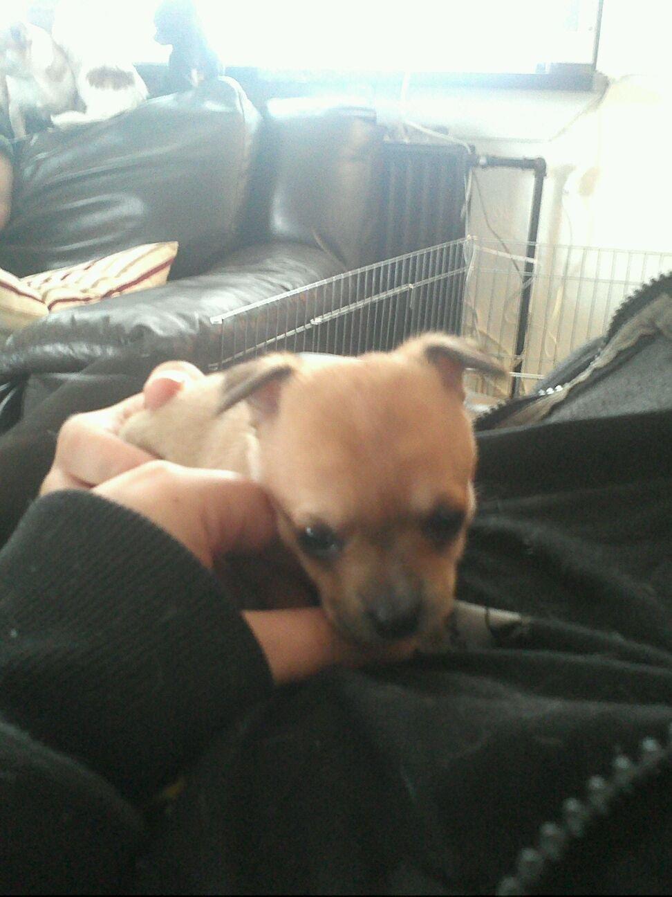 Chihuahua lulu billede 5