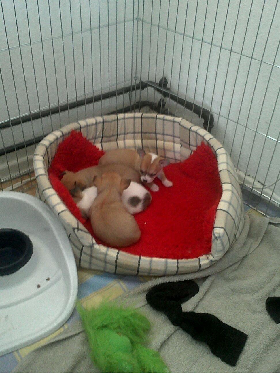 Chihuahua lulu billede 8