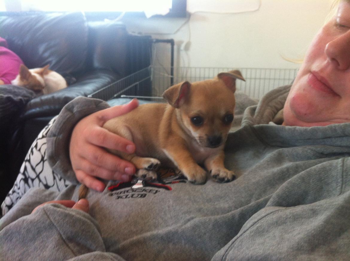 Chihuahua lulu billede 11