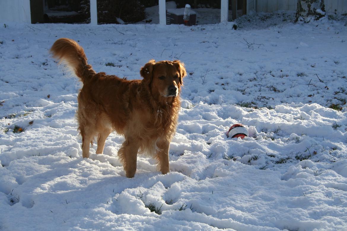 Golden retriever Rex billede 20