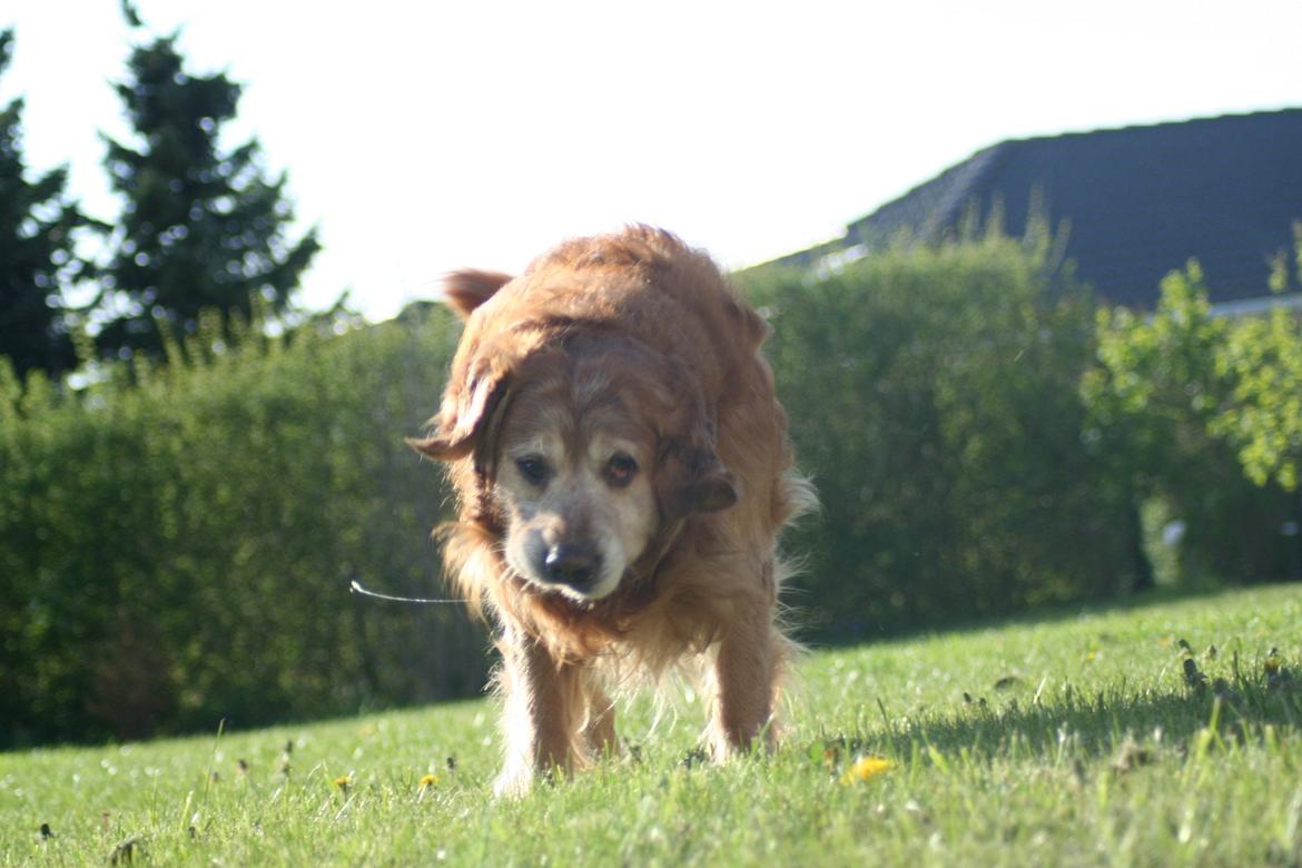 Golden retriever Buller - Buller med sit bud på ''Danmarks smukkeste hund'......... billede 21