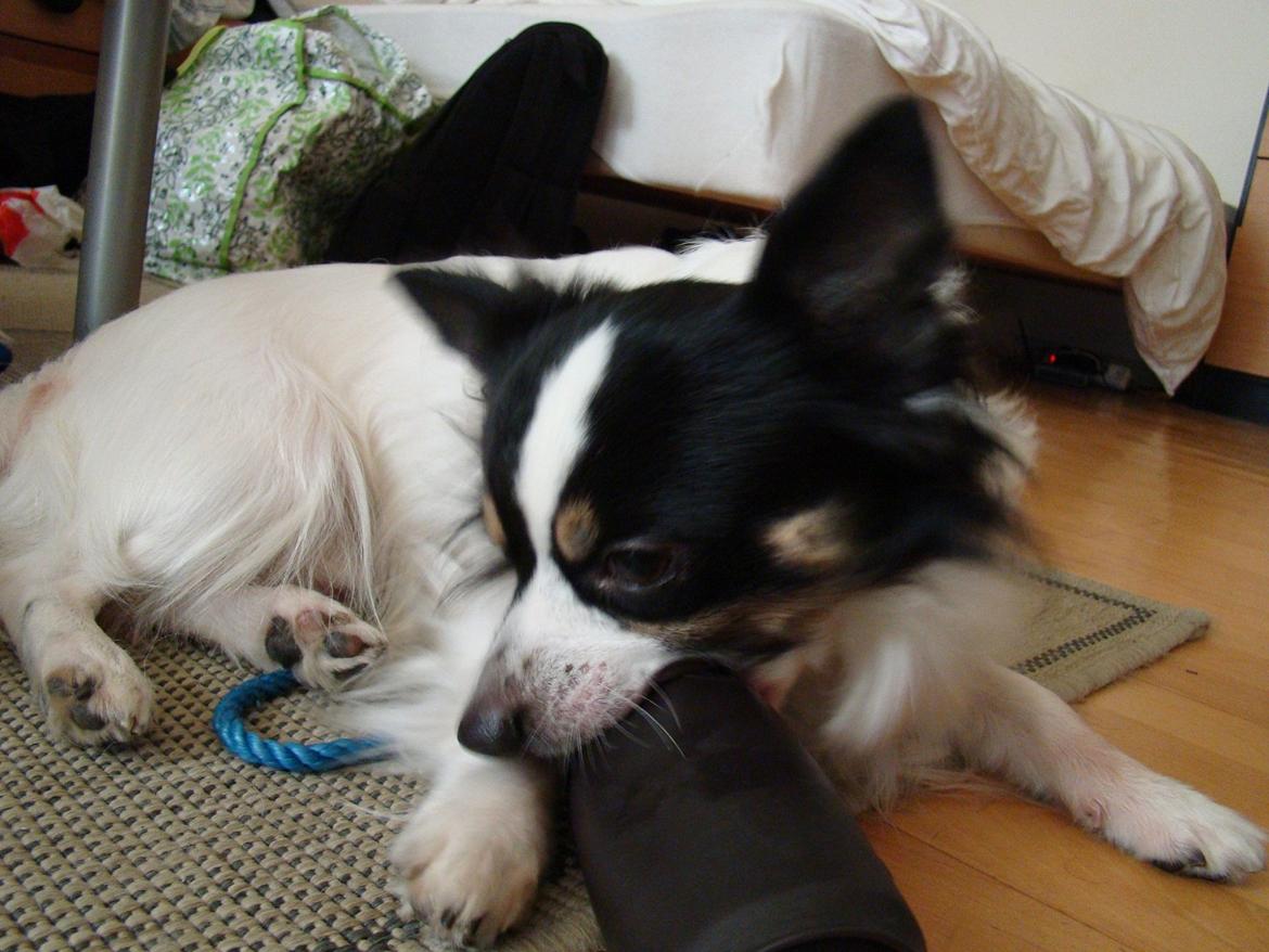 Blanding af racer Baluh - fået nyt legetøj af farmand billede 3