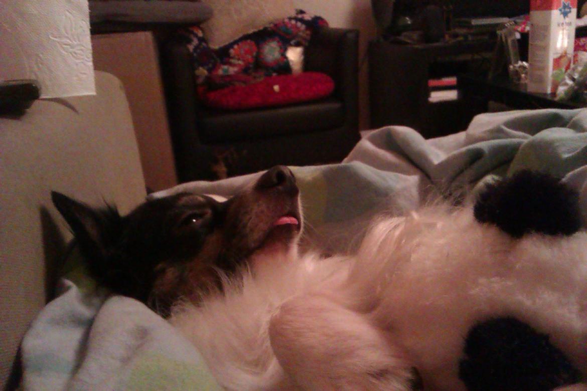 Blanding af racer Baluh - sån kan en hund se ud når de vågner af chock. Ved dog ikke hvorfor den tunge altid skal være ude i de dybe søvn hehe billede 2