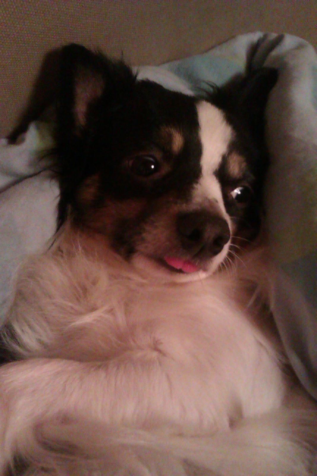 Blanding af racer Baluh - chock billed mere hehe billede 4