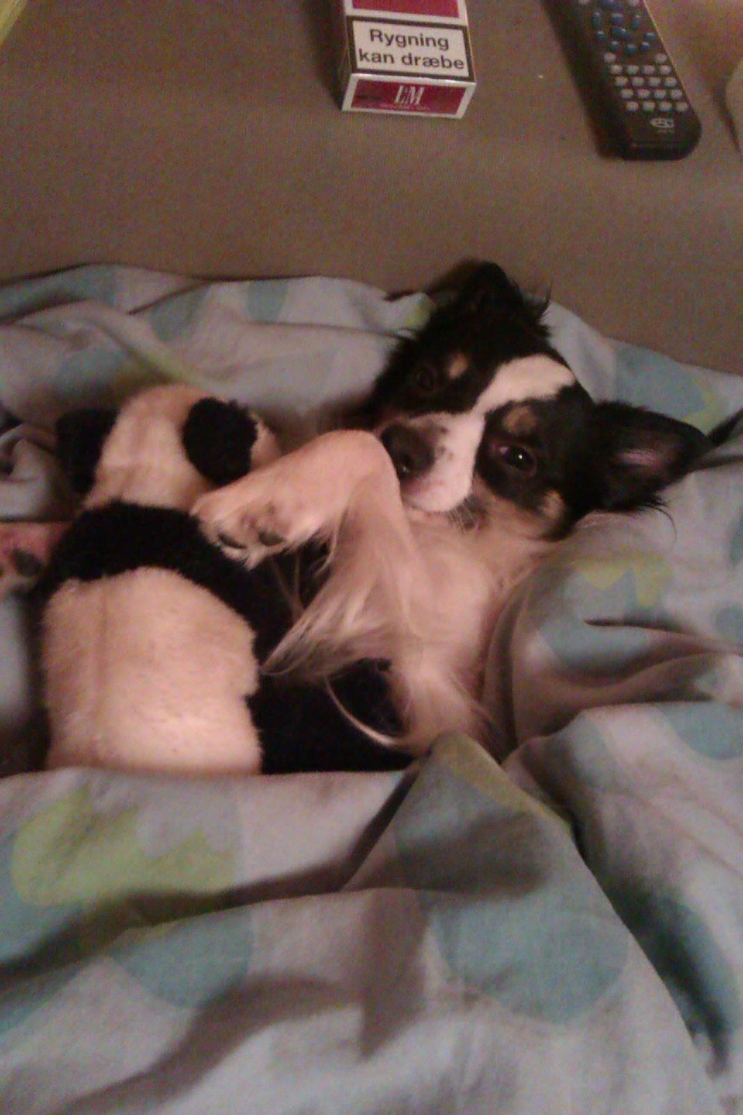 Blanding af racer Baluh - nok ik så mandeligt at sove med sin bamse men han skal have den med sig hihi billede 5