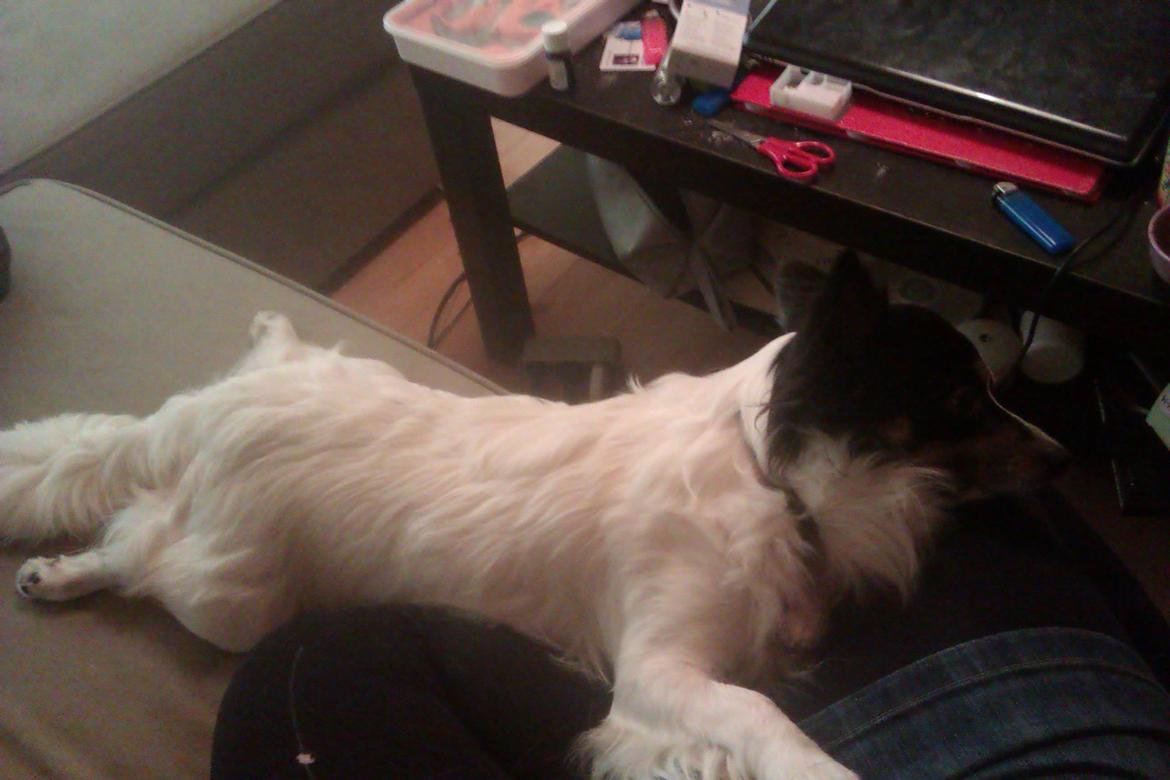 Blanding af racer Baluh - Gik "død" under numse nusningem hehe billede 7