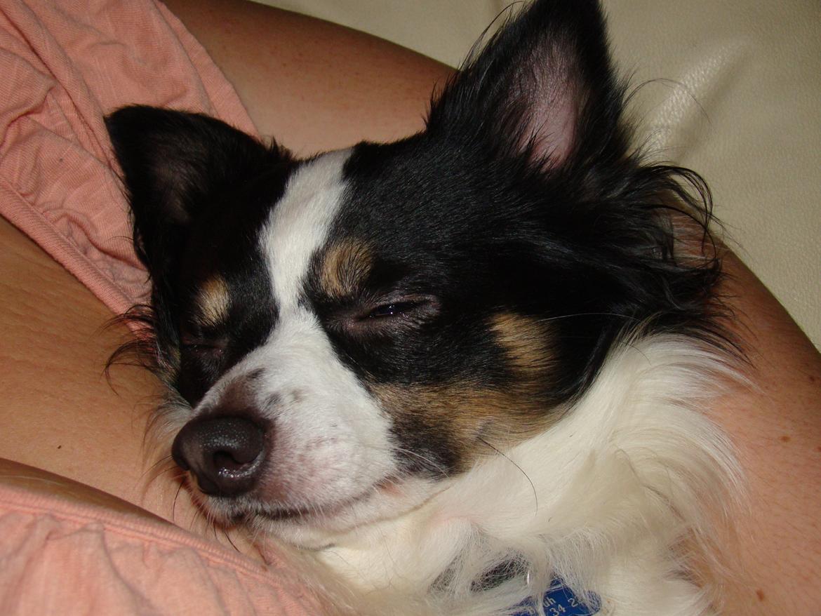 Blanding af racer Baluh - mors dreng når han er den største puttebamse billede 1