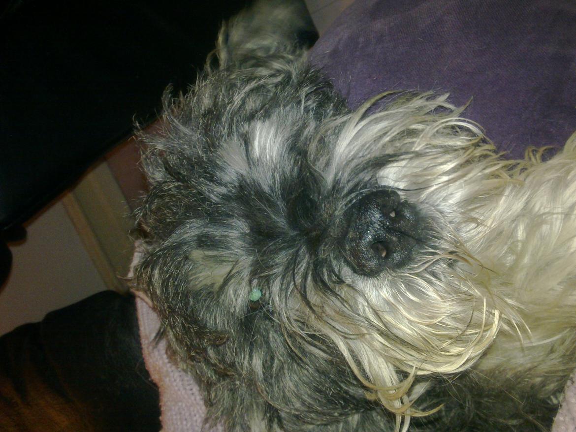 Mellemschnauzer musha billede 1