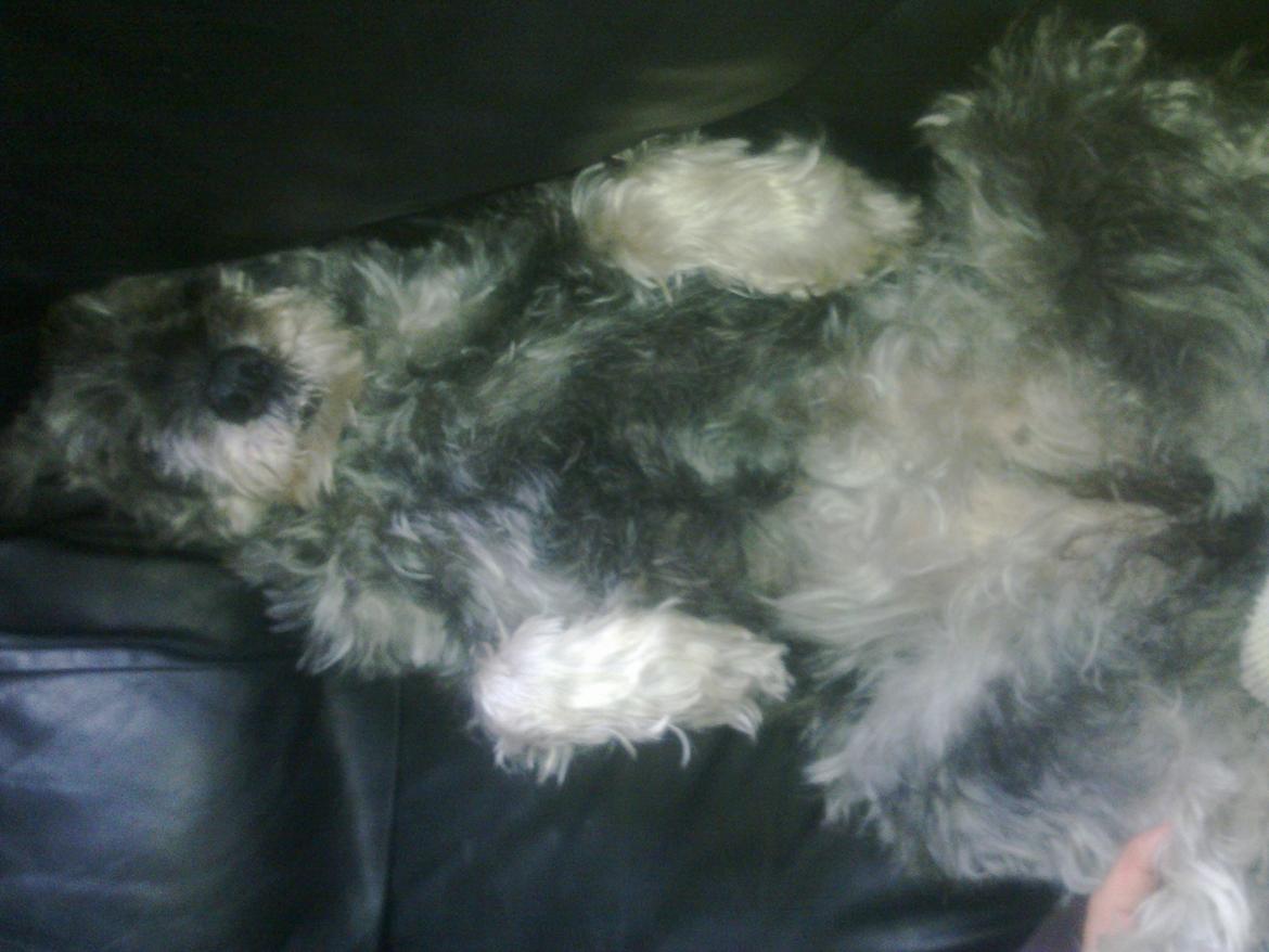 Mellemschnauzer musha billede 2