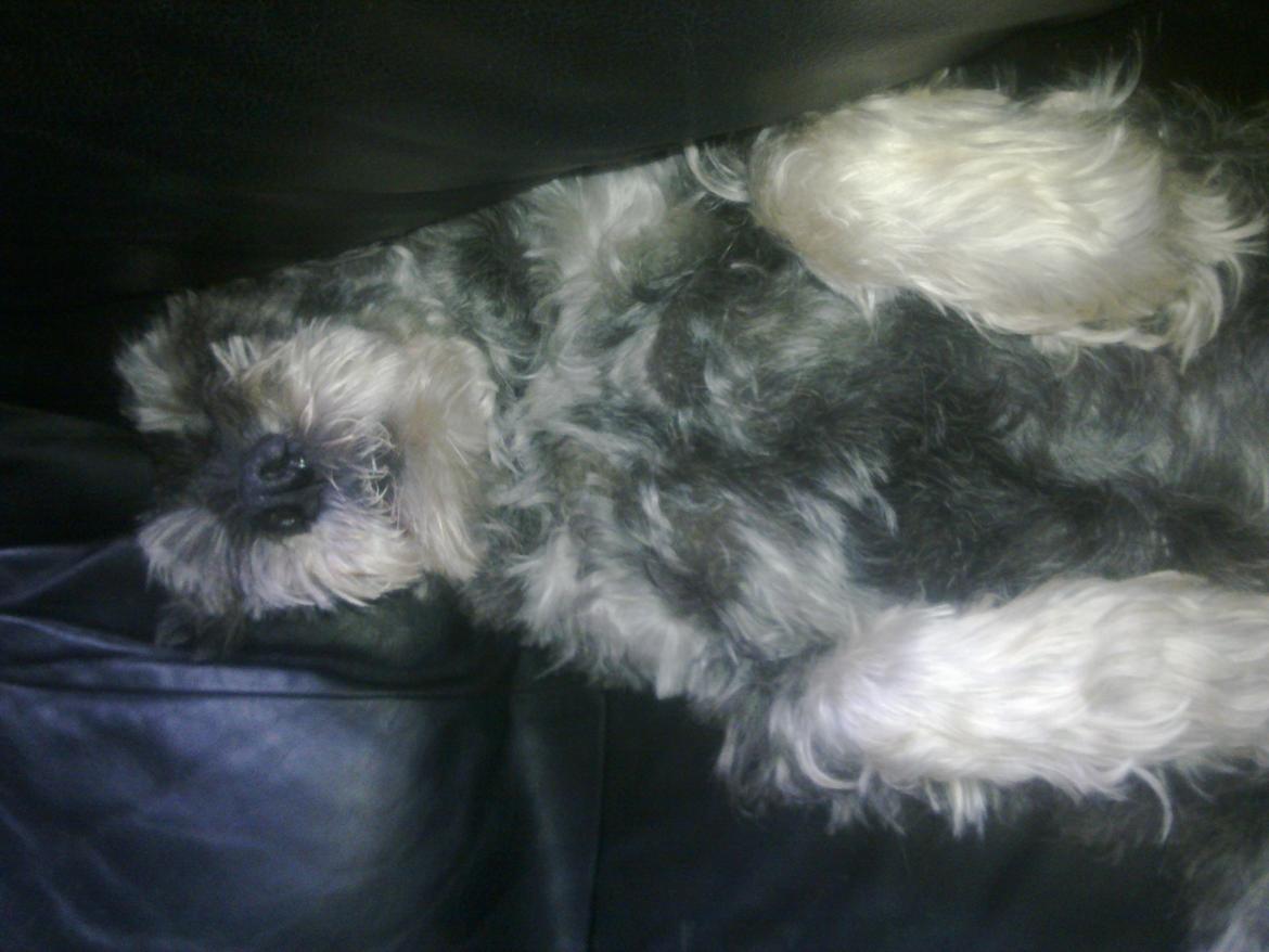 Mellemschnauzer musha billede 3