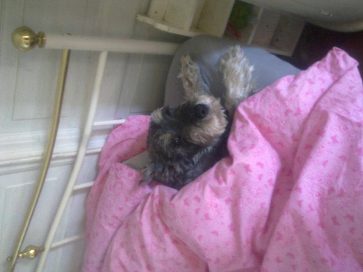 Mellemschnauzer musha billede 4