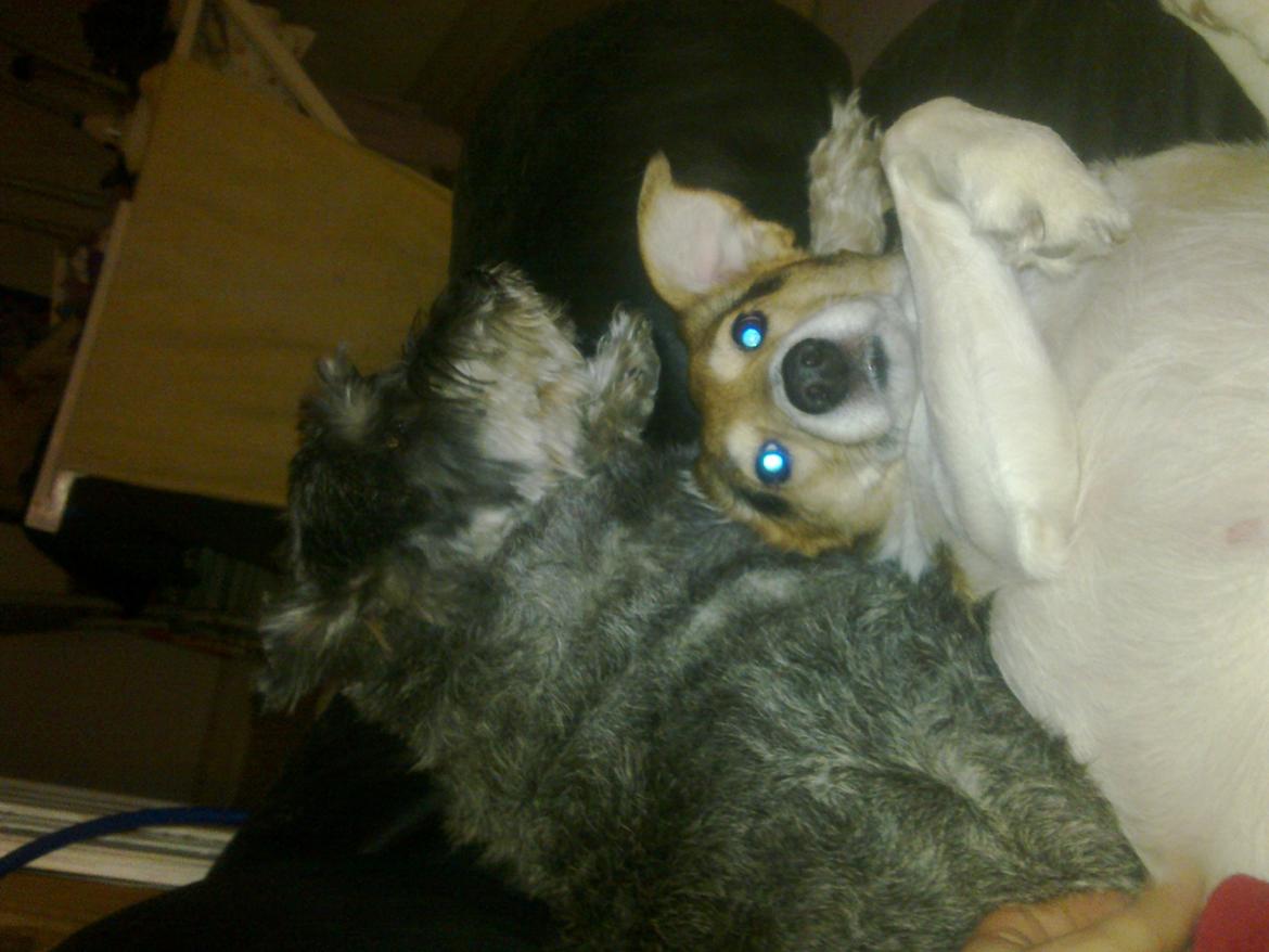 Mellemschnauzer musha billede 5